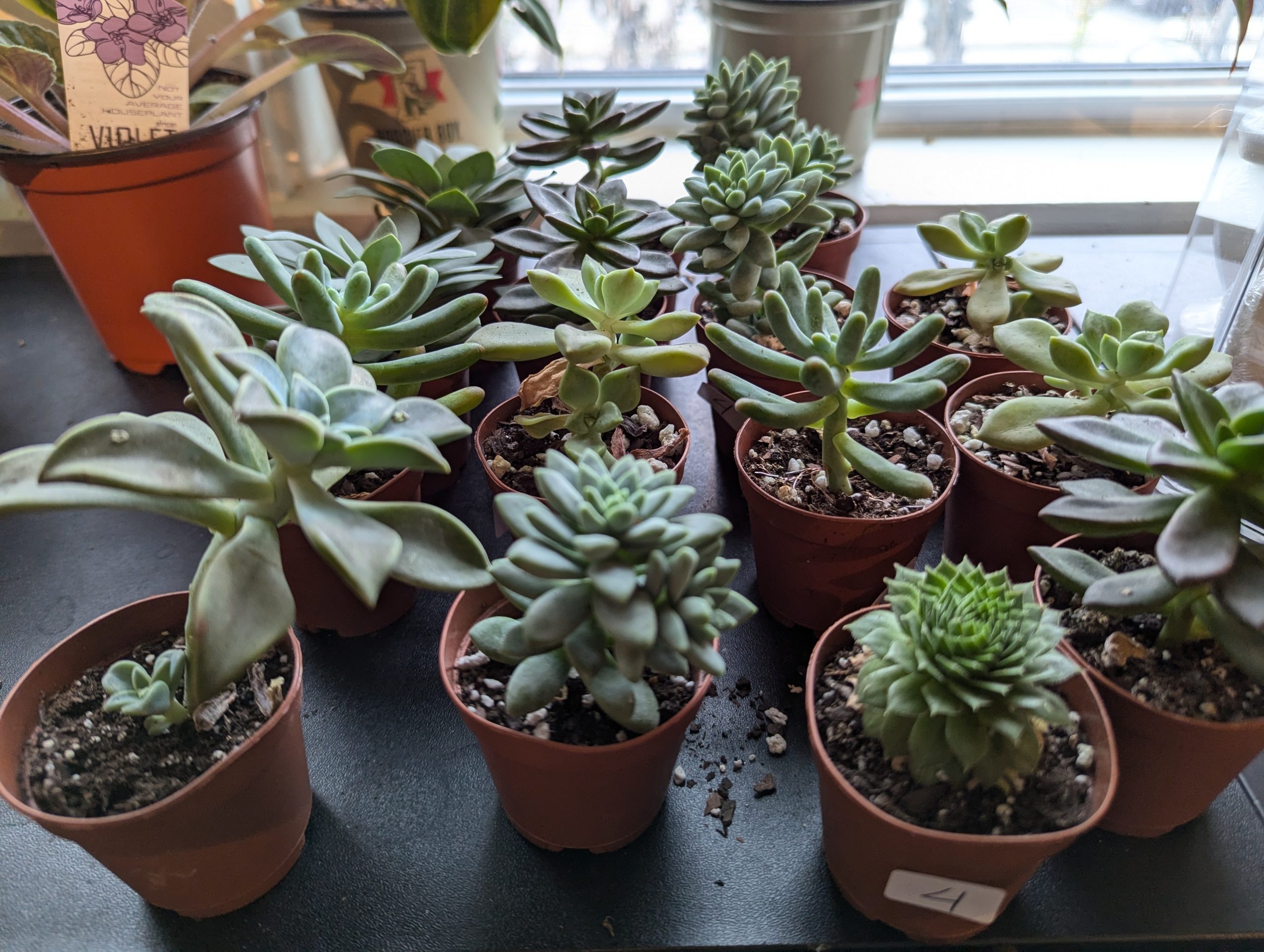 Trade plants at this free Fort Ben library event