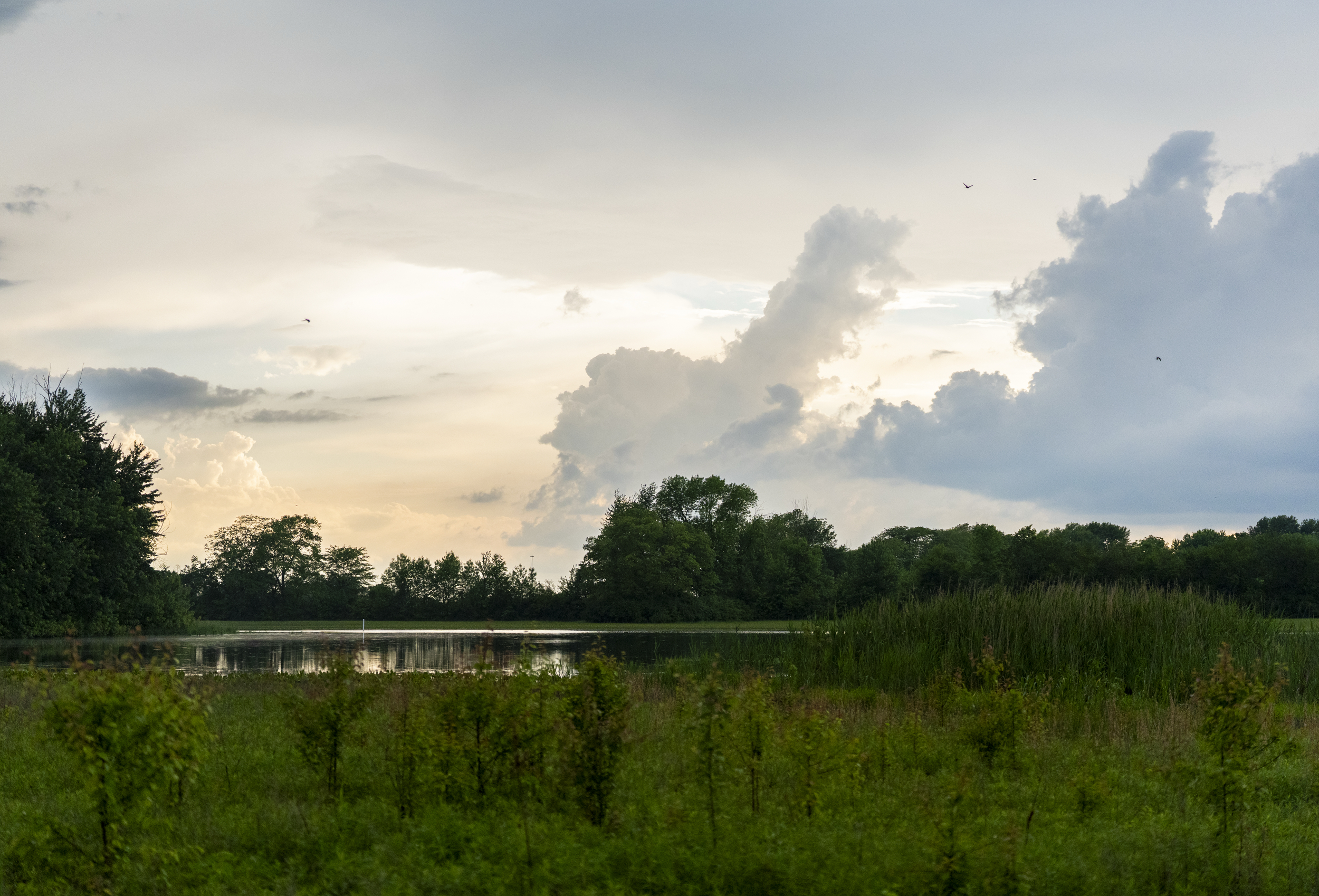 City punts decision to rezone southside wetlands for an auto shop
