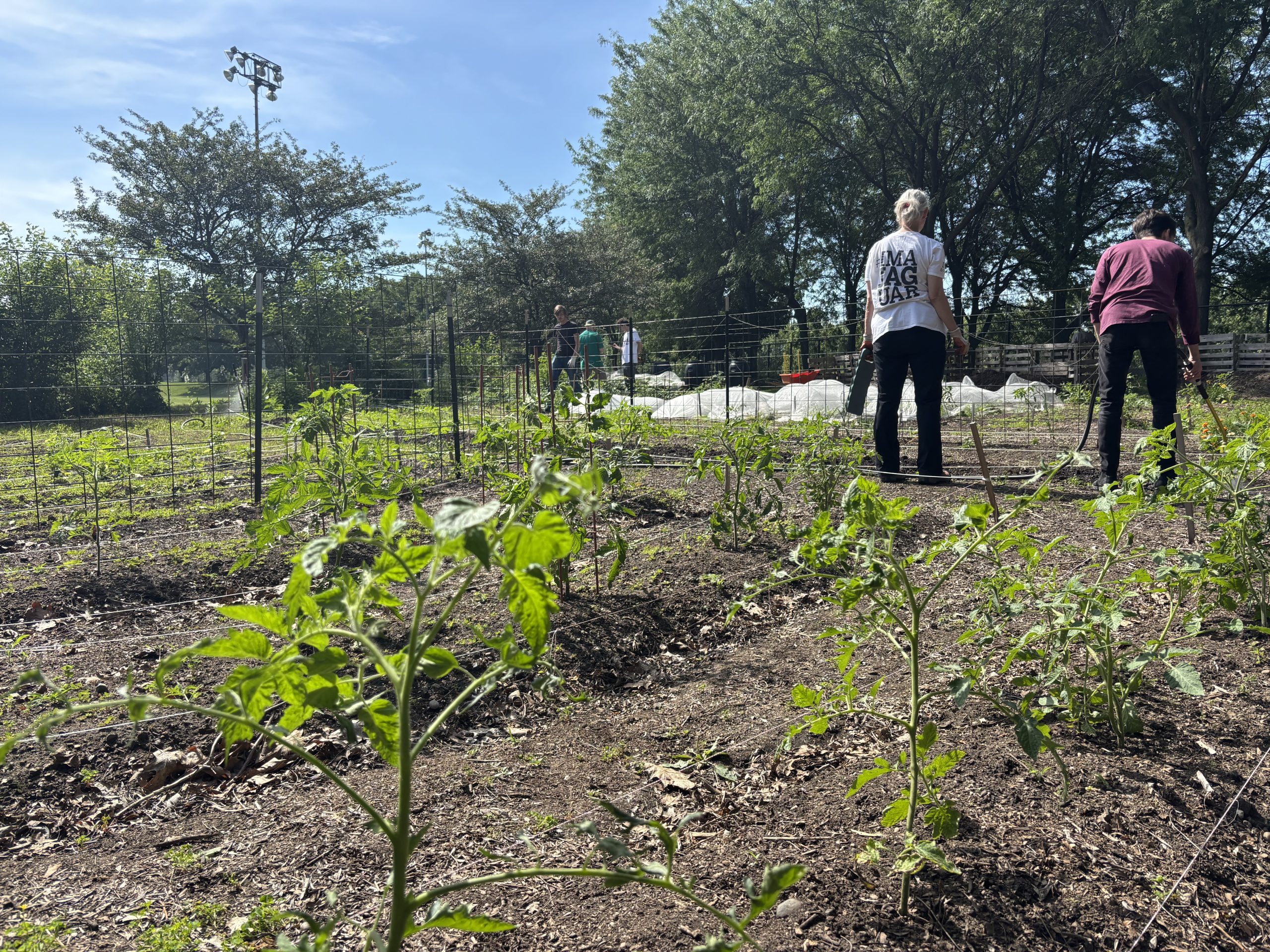 Volunteer in IU Indianapolis’ urban garden this summer